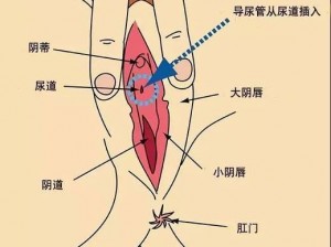 尿道口上方是哪里？