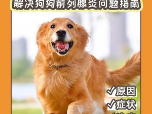 如何解决狗狗的东西又硬又烫的问题