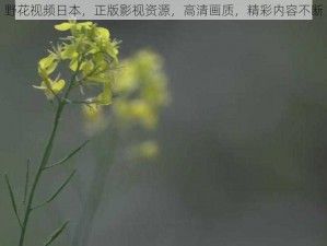 野花视频日本，正版影视资源，高清画质，精彩内容不断