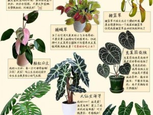 提供以下：介绍：观赏植物，具有一定观赏价值，适合室内种植