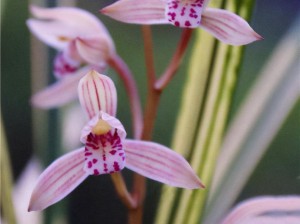 性摘花视频：正品包邮，四季开花不断，芳香四溢，赏花闻香两不误