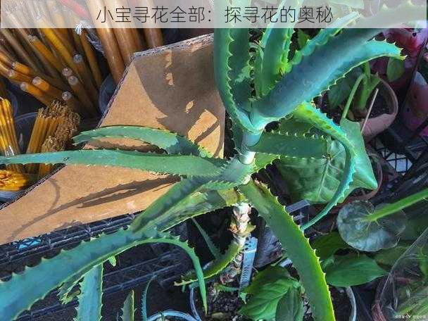 小宝寻花全部：探寻花的奥秘