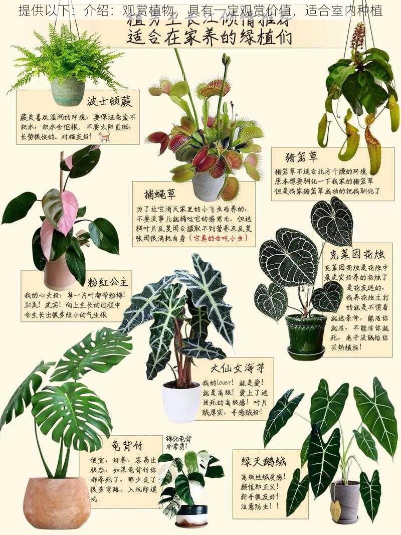 提供以下：介绍：观赏植物，具有一定观赏价值，适合室内种植