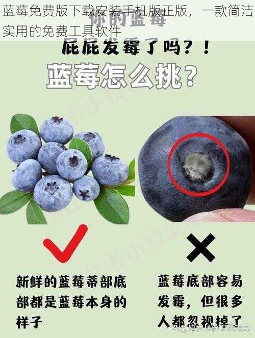 蓝莓免费版下载安装手机版正版，一款简洁实用的免费工具软件