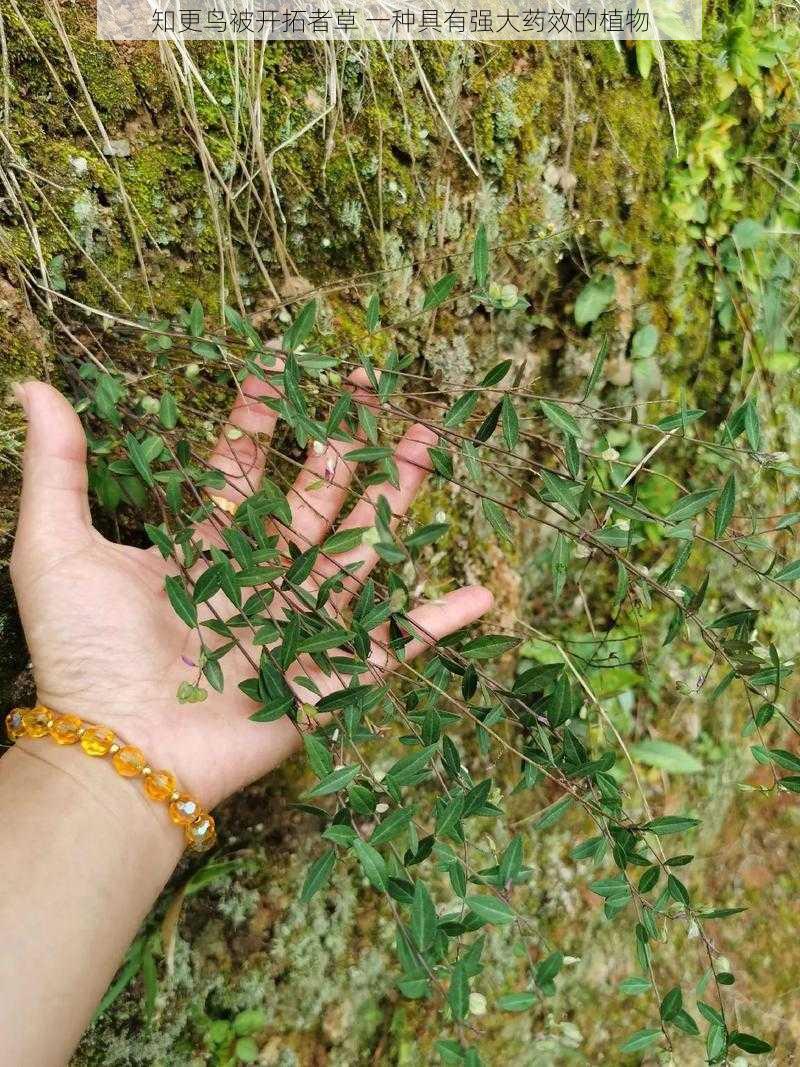 知更鸟被开拓者草 一种具有强大药效的植物